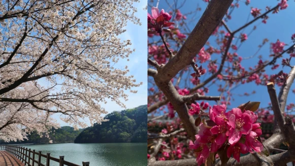 【Julia韓國觀察筆記】金泉5大賞櫻景點推薦，一起去鄉下看櫻花