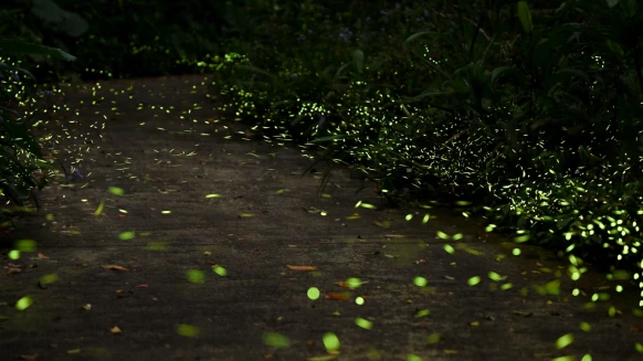 台北賞螢火蟲秘境！2025動物園「螢光體驗營」限定7梯次，搭捷運就能抵達