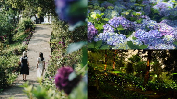 最夢幻的森林一日遊！薰衣草森林進入2025繡球花＋螢火蟲季，徹底沈浸春天的繽紛浪漫
