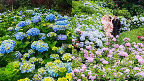 竹子湖繡球花2025最美花期！8大農園地景花藝、生態導覽活動亮點一次看