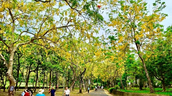 台南阿勃勒花海必訪！虎頭埤風景區下起「黃金雨」，限定超慢跑活動健康賞花