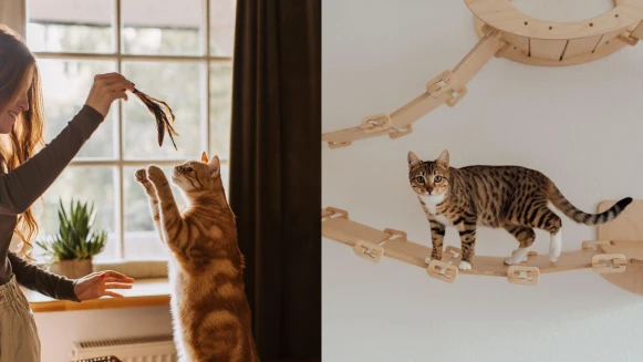 毛孩也要有好生活！貓奴必看「貓咪友善租屋指南」