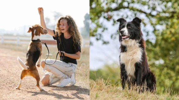 訓練狗狗別再只對牠說「不可以」！專業訓練師破解新手飼主的常見迷思