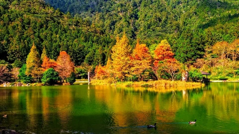 2024全台楓葉景點懶人包！秋天賞楓季節朝聖7大勝地，完全媲美電影場景