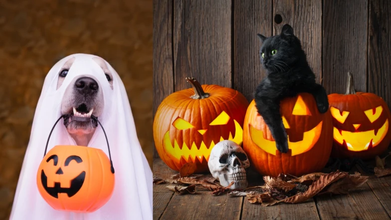 2024萬聖節日期哪一天? 裝扮由來、南瓜燈、不給糖就搗蛋等4大習俗解密