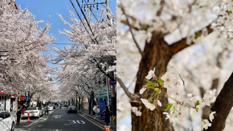 【Julia韓國觀察筆記】不只有汝矣島輪中路，首爾5大絕美櫻花道不藏私通通報你知