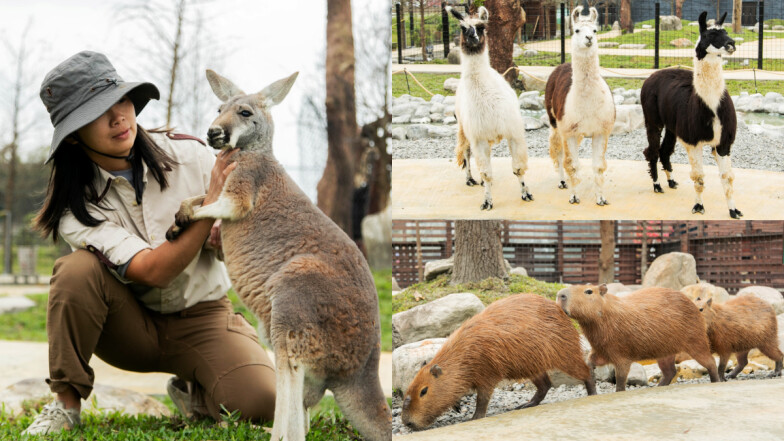 宜蘭親子景點「蘭陽動植物王國」太好玩！占地3000坪、全台首創「袋鼠互動區」萌到融化