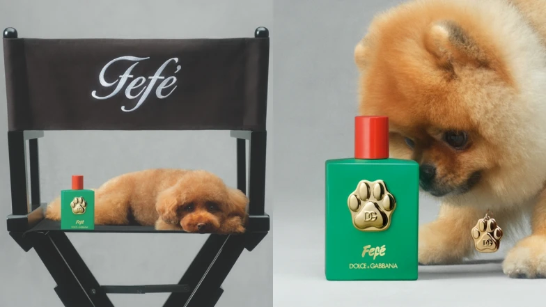 Dolce&amp;Gabbana竟然推出狗狗香水！無酒精的Fefé香氛噴霧，讓狗狗聞了也有好心情