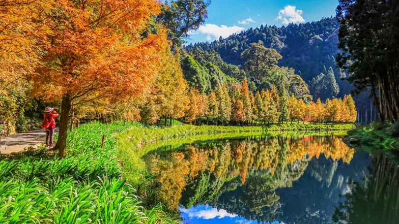 明信片等級的美景!杉林溪800株水杉進入「最美觀賞期」,整片金黃色映照湖面太夢幻