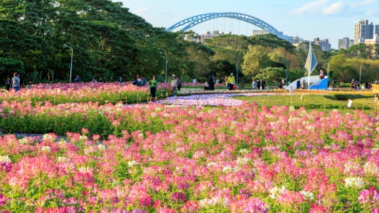 超夢幻「仙氣花海」只到2月底！數十萬盆花草交織粉色浪漫畫面，捷運走10分鐘就能到