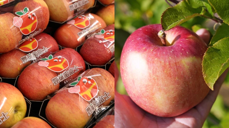 日本青森「豐葉蘋果」登台!揭秘五星級高蜜度,不摘葉工法的甜蜜奇蹟