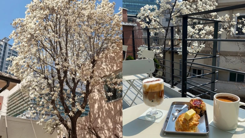 【Julia韓國觀察筆記】春天的木蘭花也超美！首爾必去景點8選