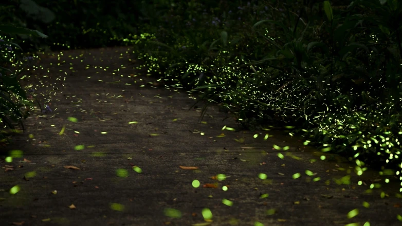 台北賞螢火蟲秘境！2025動物園「螢光體驗營」限定7梯次，搭捷運就能抵達
