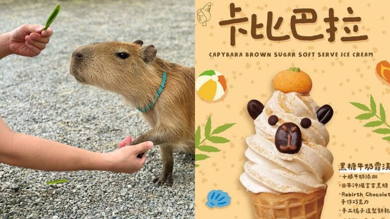 宜蘭斑比山丘變身「水豚樂園」！呆萌握手、免費入園及限定周邊5種新玩法一次看