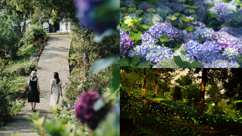 最夢幻的森林一日遊！薰衣草森林進入2025繡球花＋螢火蟲季，徹底沈浸春天的繽紛浪漫