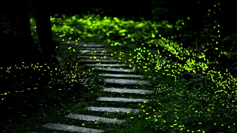 2025新北螢火蟲季開跑！50處賞螢秘境地圖攻略，捷運可達、親子一日遊推薦