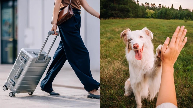 心理測驗｜我現在需不需要斷捨離？從毛茸茸大型犬看你潛意識的選擇