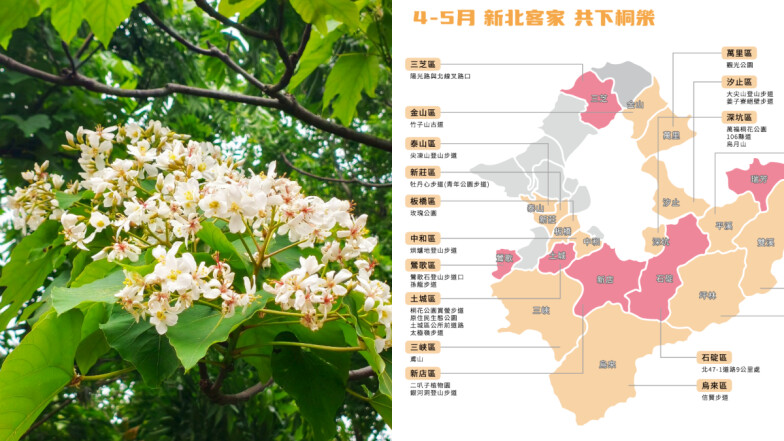 新北市「五月雪」大爆發！34處油桐花秘境地圖首度公開、賞花攻略快筆記