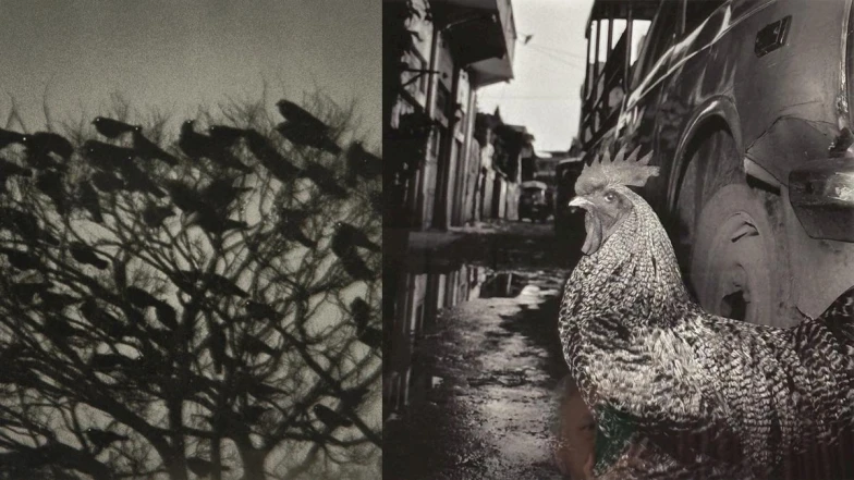 攝影集市集&amp;大師分享 Photo ONE’25 台北國際影像藝術節在華山 三大亮點一次看