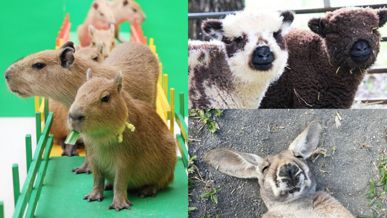 親子出遊首選！全台6間人氣動物農場推薦：餵食互動、特色體驗一次滿足