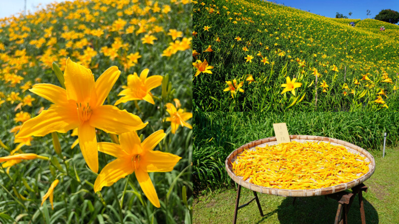 30萬株金針花海大爆發！台灣西部最早花海秘境，花期交通特色全解析