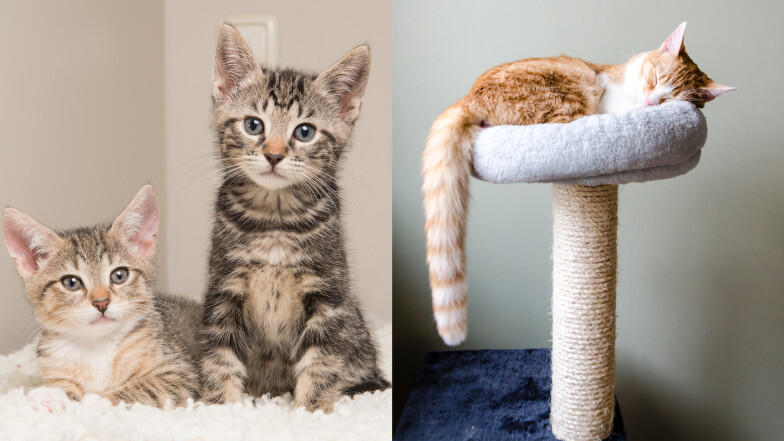 【毛孩研究室】教你第一次養貓就上手！10個必知貓咪飲食、環境、互動全攻略