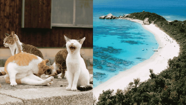 2025沖繩跳島自由行,宮古島、石垣島、久米島、慶良間4大離島景點推薦!傳說中貓島是這座