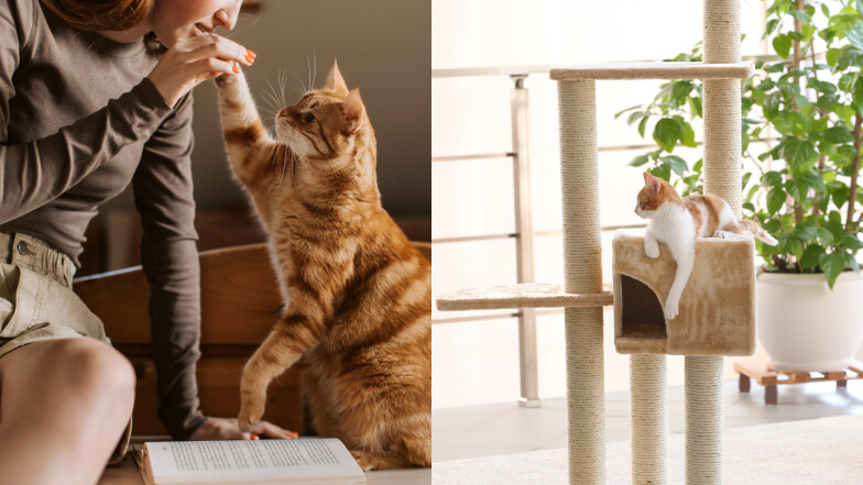 【毛孩研究室】有貓房還不夠？貓咪真正想要的是陪你生活！優化環境從開放屋內空間開始