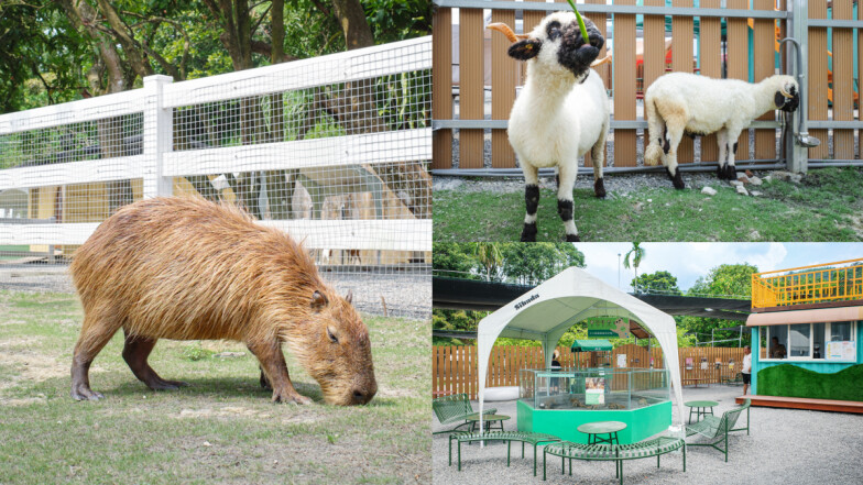 新北親子景點「萌萌森林物語」開幕！羊駝、水豚近距離互動，4大亮點打造韓系紓壓天堂