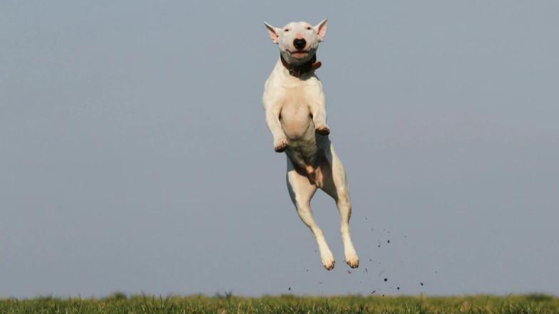 日本極簡減肥法「原地跳」就能瘦！好處有哪些？一天3分鐘這樣跳燃脂又瘦腰