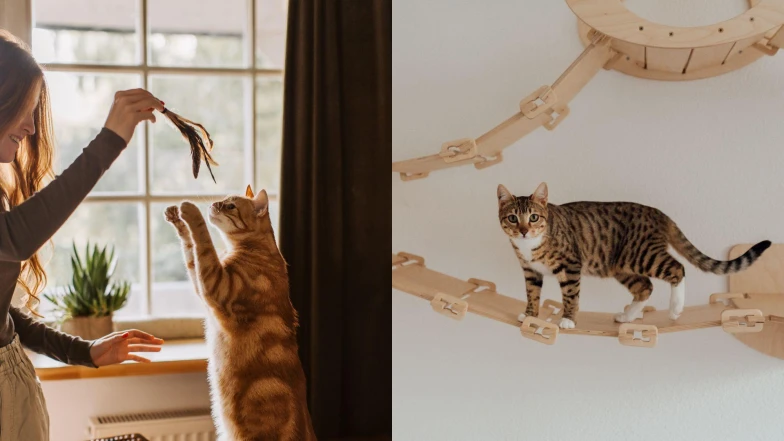 毛孩也要有好生活！貓奴必看「貓咪友善租屋指南」