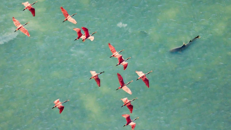 2025紅樹林攝影大獎揭曉：鳥瞰狩獵奪冠！小水獺漁夫、印象派鳥畫家、老虎做記號，10張絕美奇景背後故事