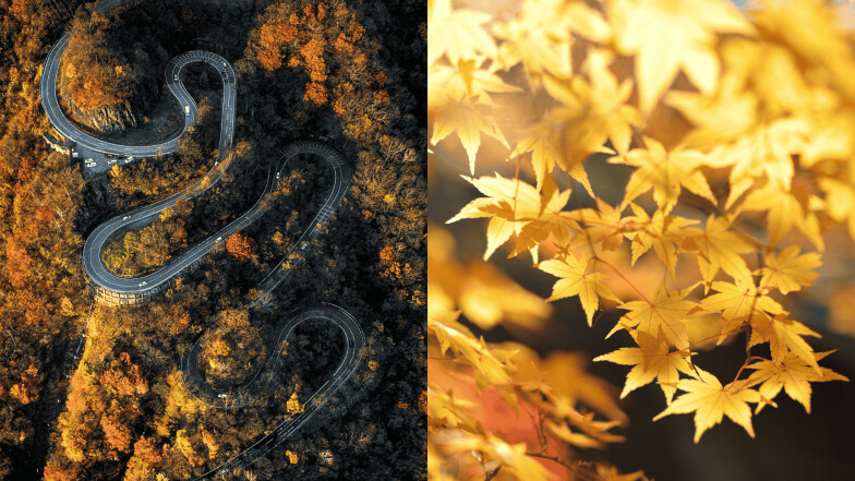 2025東京賞楓時間、熱門賞楓景點出爐！頭文字D取景山道也上榜，從市區到近郊楓葉一次看