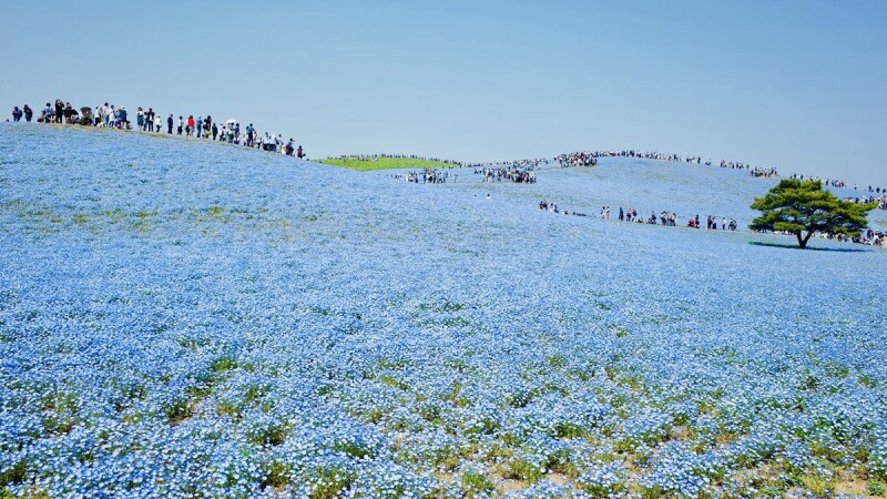 【MiKU玩日本】櫻花季後接棒的是450萬株仙藍色粉蝶花海，來去茨城縣國營常陸海濱公園一日遊