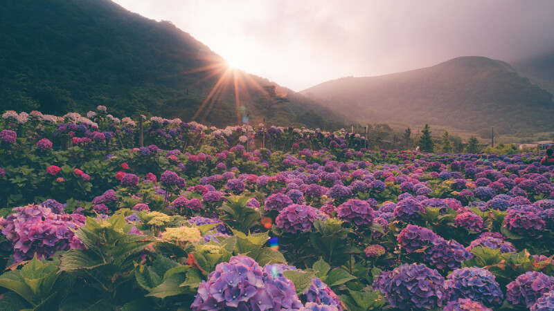 此生必去的夢幻仙境!2019全台繡球花景點大公開