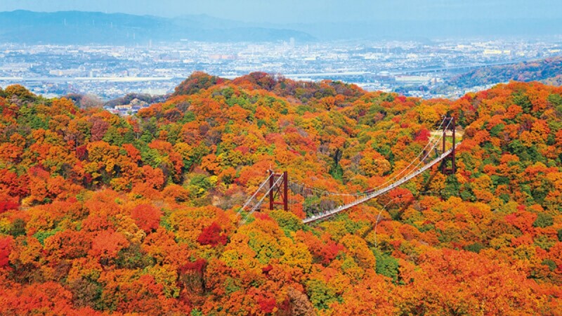 【MiKU玩日本】關西大阪賞楓秘境「星田園地」，走在日本最大的吊橋「星之鞦韆」上欣賞紅葉絕景