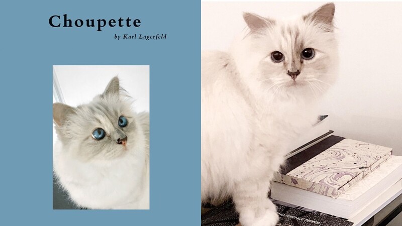 由老佛爺親自掌鏡！卡爾拉格斐愛貓Choupette即將推出首本個人寫真書