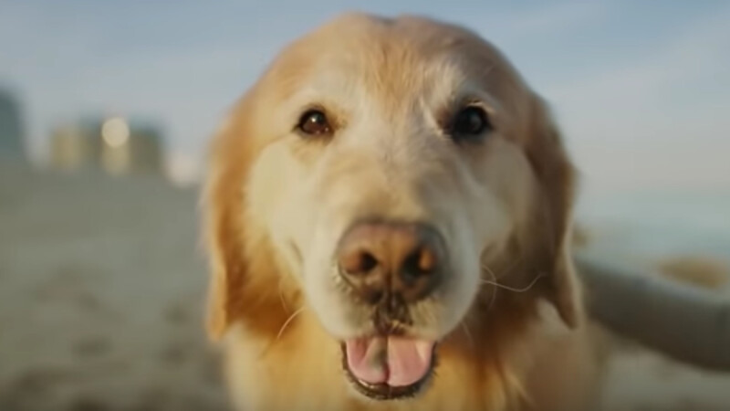 2020最暖心超級盃廣告!黃金獵犬罹癌幸運痊癒,主人砸600萬美金買下廣告感謝獸醫團隊