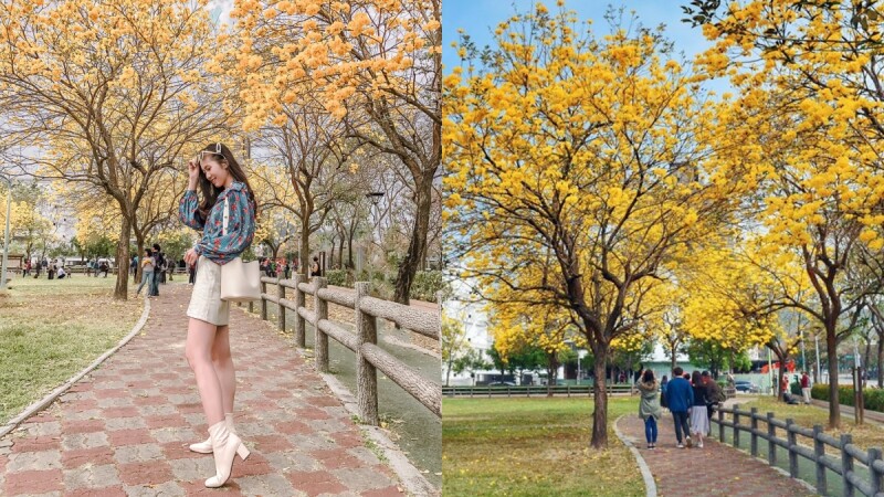 黃花風鈴木大爆發!台中22大盛開地點無私公開,必衝「最美公園」欣賞金黃色的浪漫