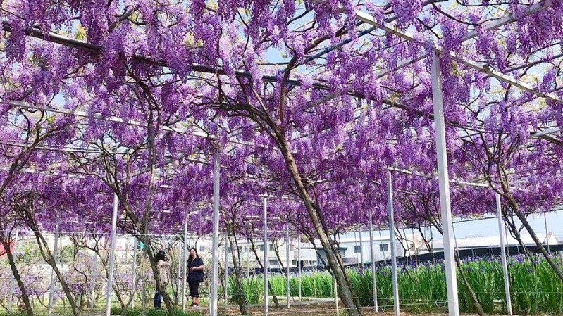 全台最大「紫藤花園」3/20開放！佔地一萬坪、千株紫色花瀑浪漫盛開，最美花期、交通資訊總整理