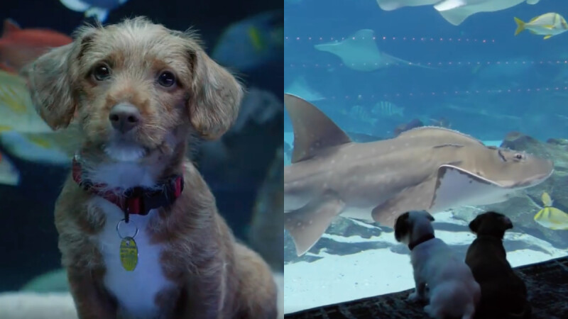 因新冠肺炎疫情休館!兩隻小萌犬嘉賓水族館一日遊,專心盯鯊魚畫面太療癒