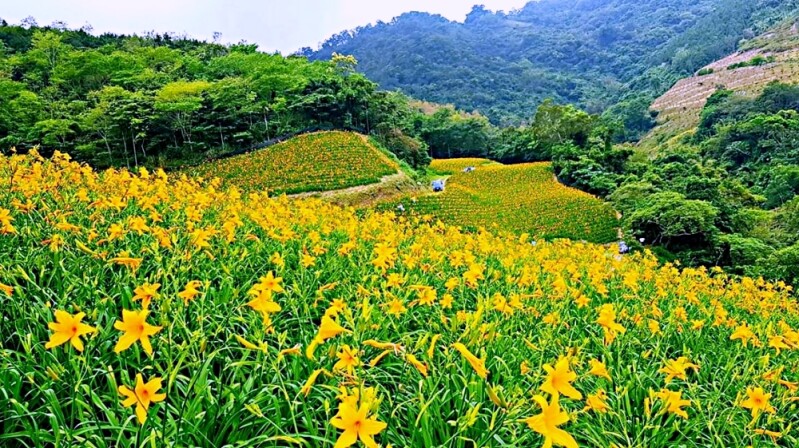 金針花來了!台東最新金針花秘境「知本天山農場」現在就是最美花期,一整片黃橙色花海超療癒