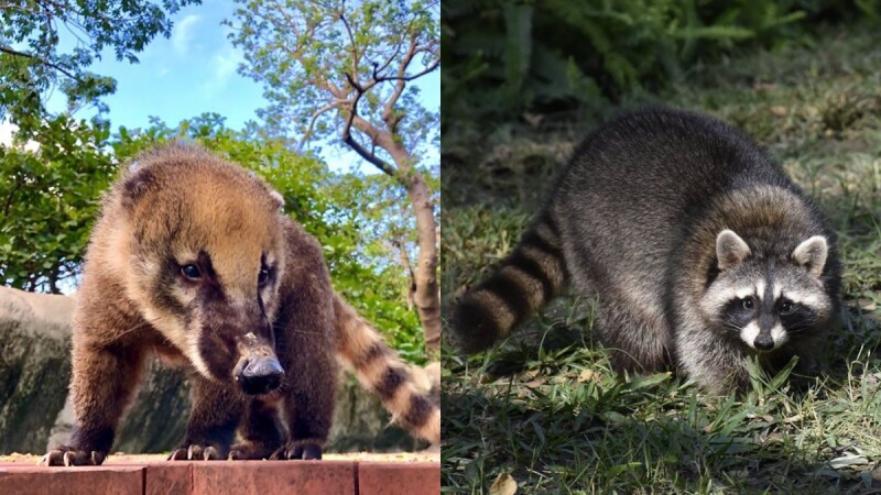 真的能在動物園睡一晚!高雄壽山動物園推2天1夜露營行程,餵食動物、夜間導覽,夜宿還能聽獅子叫聲入眠