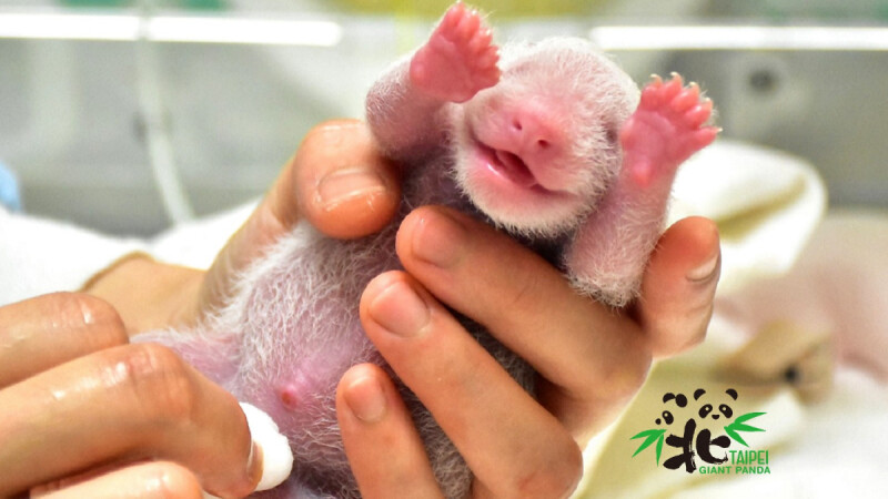 熊貓寶寶超萌照片曝光!臺北市立動物園大貓熊「圓圓」生下幼仔,粉嫩臉蛋太可愛