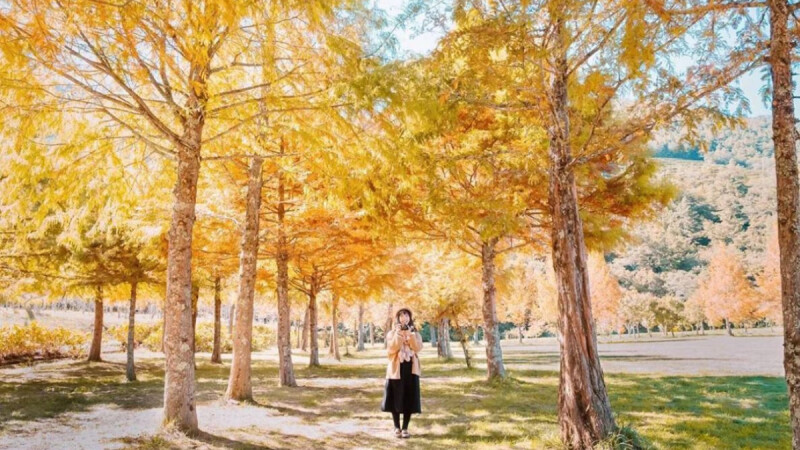 2020全台八大金黃色系賞楓景點，今年秋天一起追楓去！