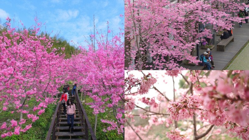 2021阿里山櫻花季粉嫩登場!破20種櫻花綻放山頭,八大賞花景點曝光,交通管制日期、時段、人數一次看