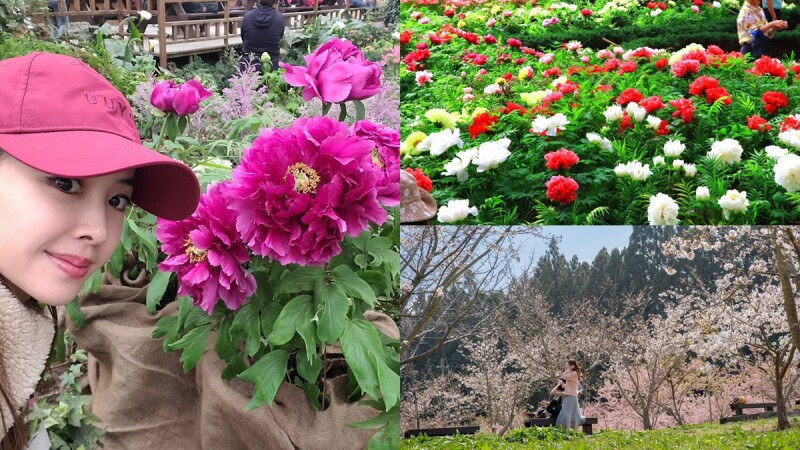 蔡依林也瘋狂!全台獨家牡丹花季、紫藤花、櫻花5大景點總整理,快跟著天后腳步拍美照、沐浴大自然中