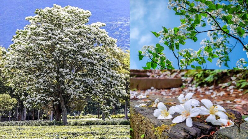 2021油桐花季浪漫紛飛!全台8大賞花景點懶人包,欣賞漫天五月雪飄落,彷彿置身電影場景