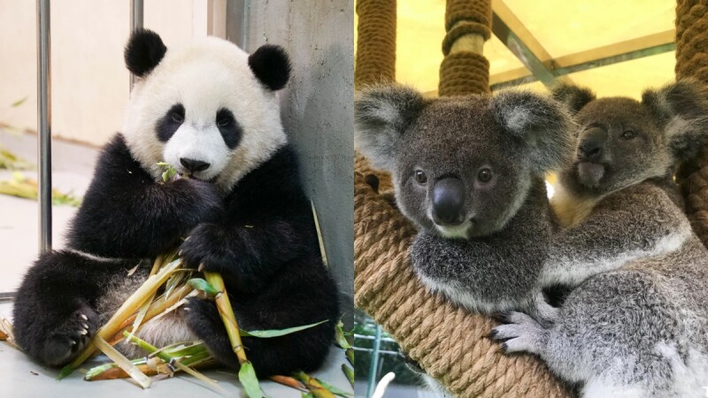 木柵動物園「沒人氣動物園」直播療癒上線!超近距離看貓熊、無尾熊日常吃播,不出門照樣被融化