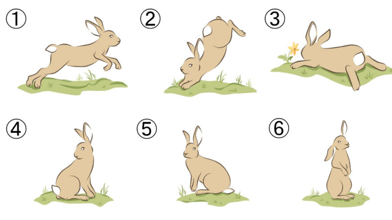 神準心理測驗／跳躍的兔子測「近期好機會」　選到這隻加薪好運大爆發